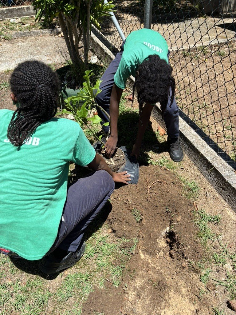 Students planting a tree at Old Road Primary School.